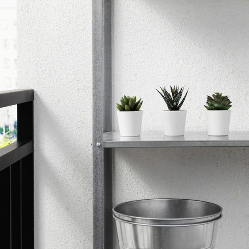 6cm potted plants