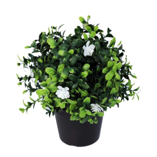 Decorative potted boxwood