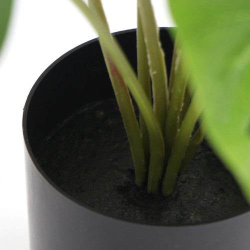 Low Maintenance Plant