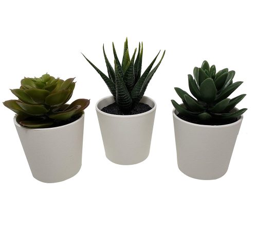 Office plant decoration