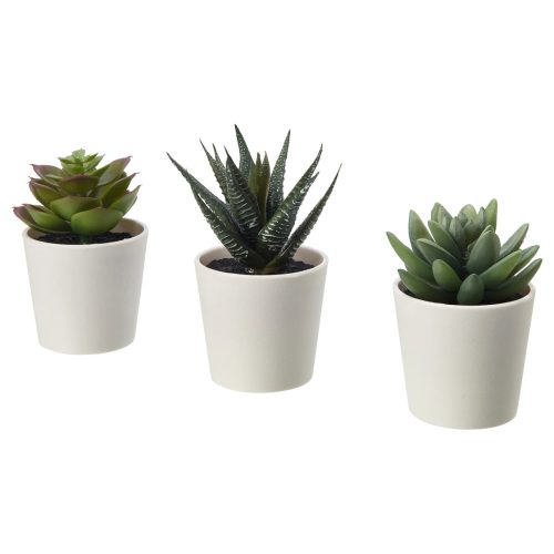 Plastic pot succulents