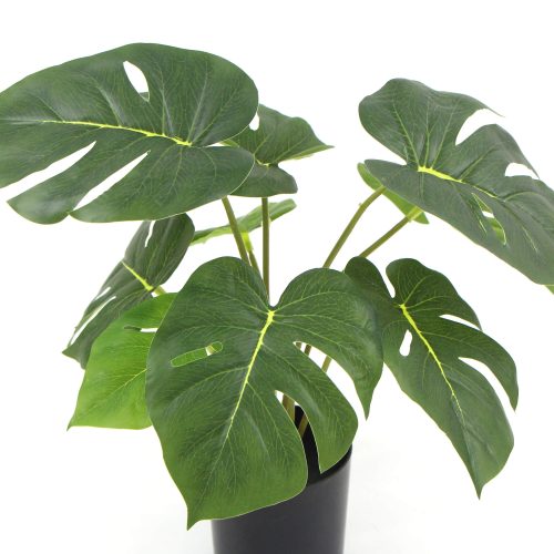 Split Leaf Philodendron